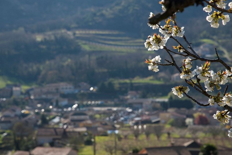 Village viticole de Saint-Désirat