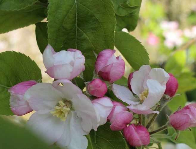 Pommier du verger en fleurs, Gîte Bérengeville la Campagne © Céline Brière, Bérengeville la Campagne