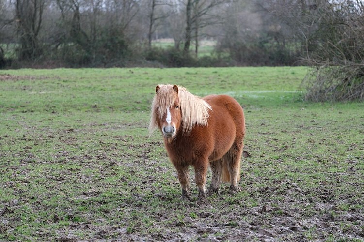 Gite chez loupi à Epaignes (14)