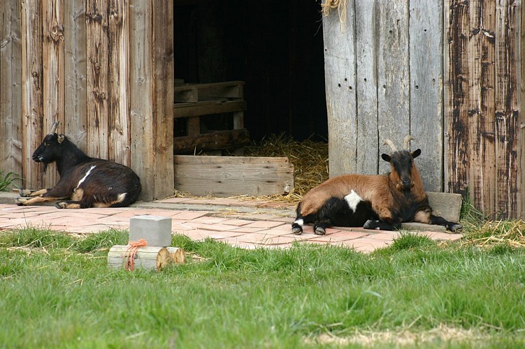 Gite chez loupi à Epaignes (15)
