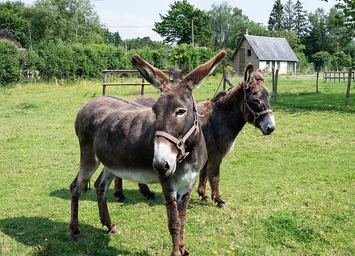 La Contrebasse à Drucourt (15)