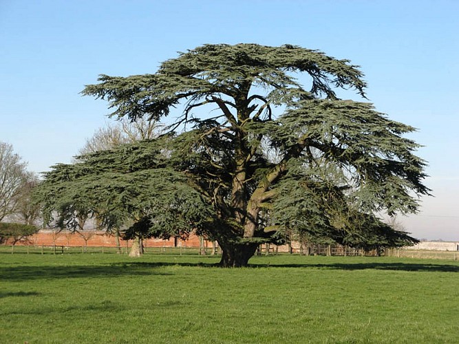 Cèdre du Liban, arboretum de Canappeville @ Association des Amis des Campagnes de France