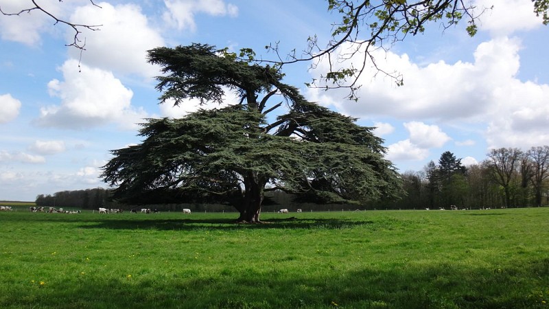 Cèdre du Liban 2019, arboretum de Canappeville