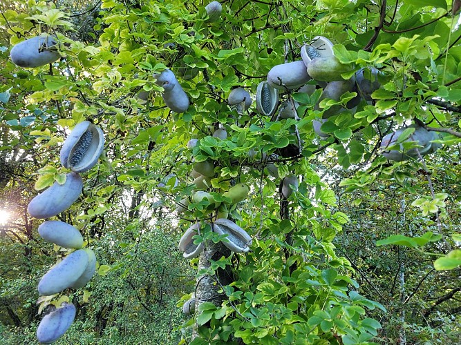 l'akebie, une liane fruitière et légumière