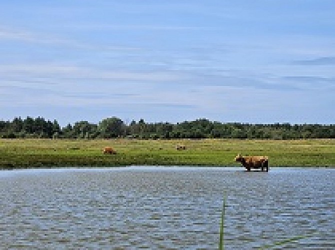 Marais du Crotoy