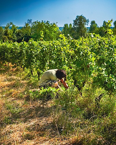 VIGNES BRACO JUIL 25 (26)