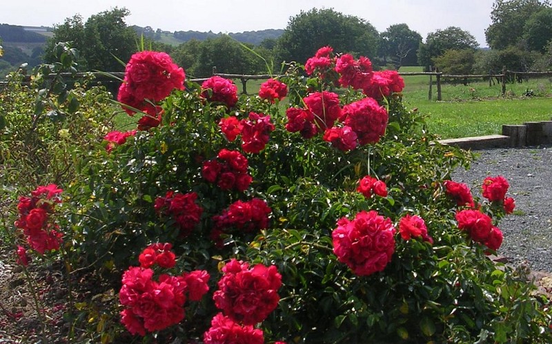 Gîte Vieil Mur (4 - 6 personnes)
