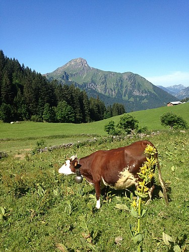 Chalet d'alpage de Barbossine
