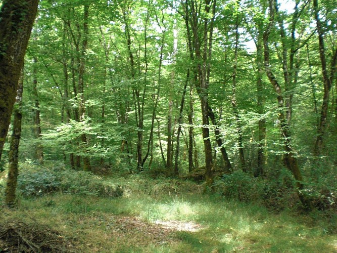 The Forest of Branviel