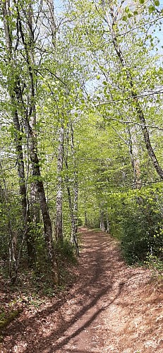 The Forest of Branviel