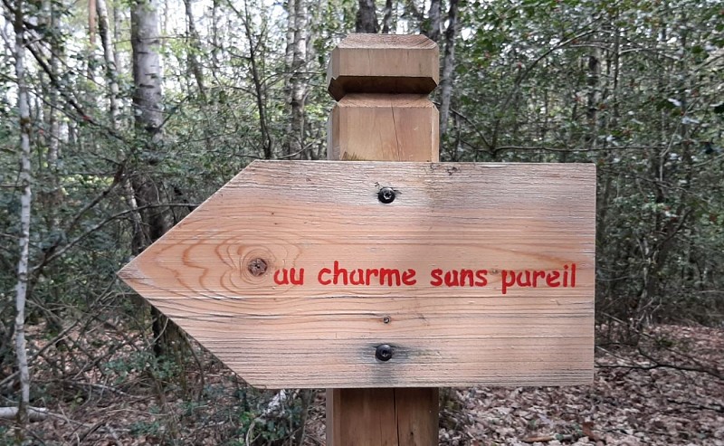 El Bosque de Branviel