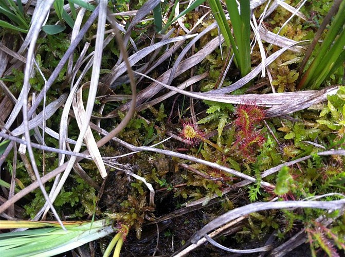 Le Marais du Cassan et de Prentegarde