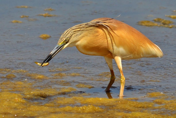 La Réserve du Petit Rhône