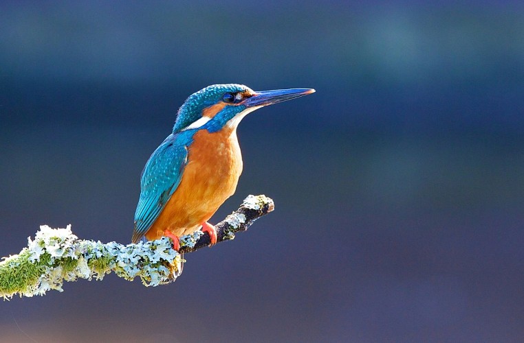 La Réserve du Petit Rhône