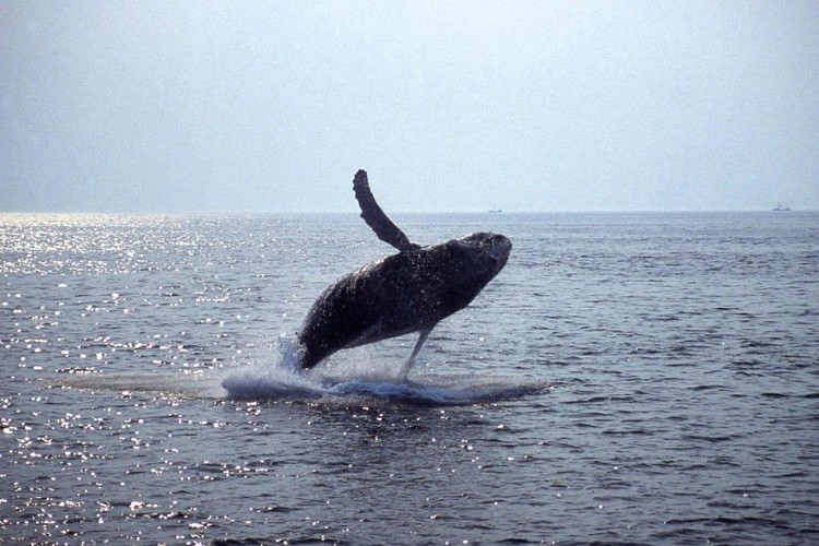 Croisière d’observation des baleines à Boston