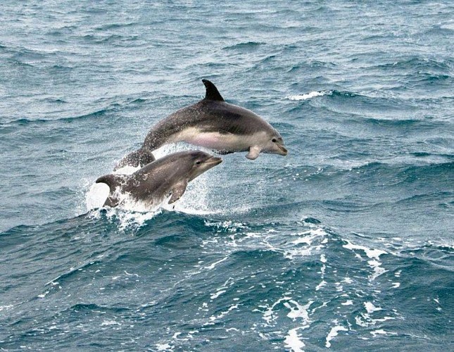 Croisière d’observation des baleines à Boston