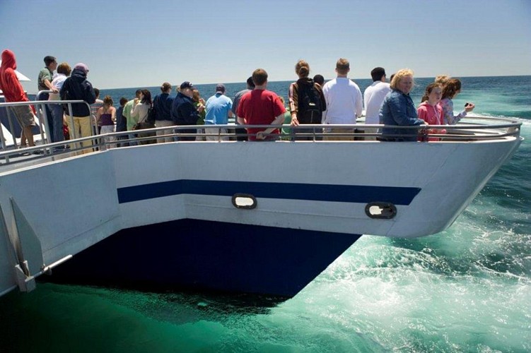 Croisière d’observation des baleines à Boston