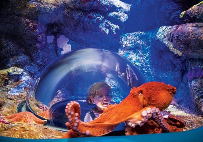 Tickets to SeaWorld San Diego – Fast-track entry