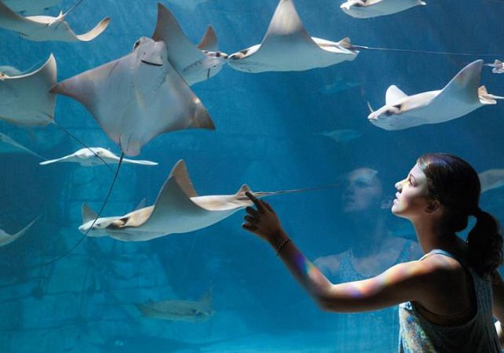 Billet SeaWorld San Diego – Coupe-file à l'entrée