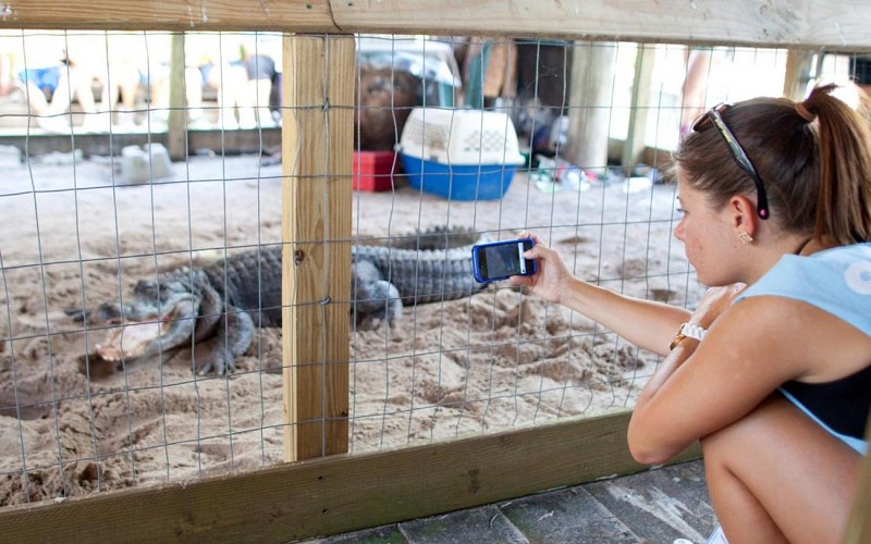 Visita a los Everglades en hidrodeslizador e interacción con los caimanes