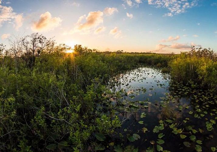 Airboottour in den Everglades und Besuch des Sawgrass Parks (40 min von Miami und 20 min von Fort Lauderdale entfernt)