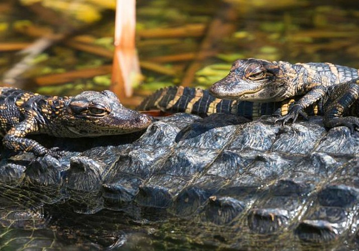 Airboottour in den Everglades und Besuch des Sawgrass Parks (40 min von Miami und 20 min von Fort Lauderdale entfernt)