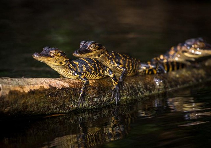 Airboottour in den Everglades und Besuch des Sawgrass Parks (40 min von Miami und 20 min von Fort Lauderdale entfernt)