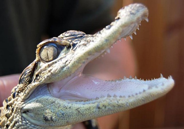 Tour Airboat en los Everglades y visita al parque Sawgrass (a 40 min de Miami/ 20 min de Fort Lauderdale)