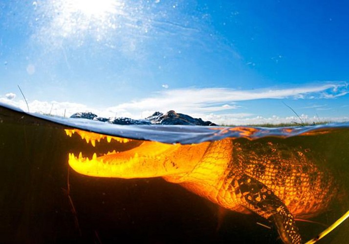 Tour en airboat dans les Everglades & Visite du parc Sawgrass (à 40 mn de Miami / à 20 mn de Fort Lauderdale)