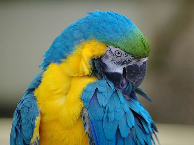 ZOO-DE-JURQUES-CREDIT-GO-PHOTOS