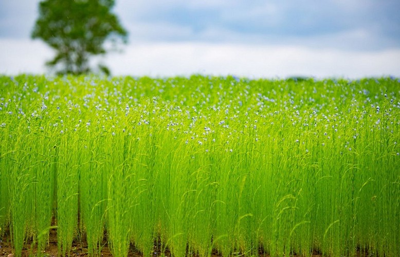 Champ de Lin © Département de l'Eure