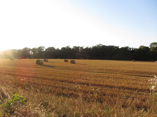 Champ à Ste-Opportune-du-Bosc © OT Le Neubourg, O. Trubert