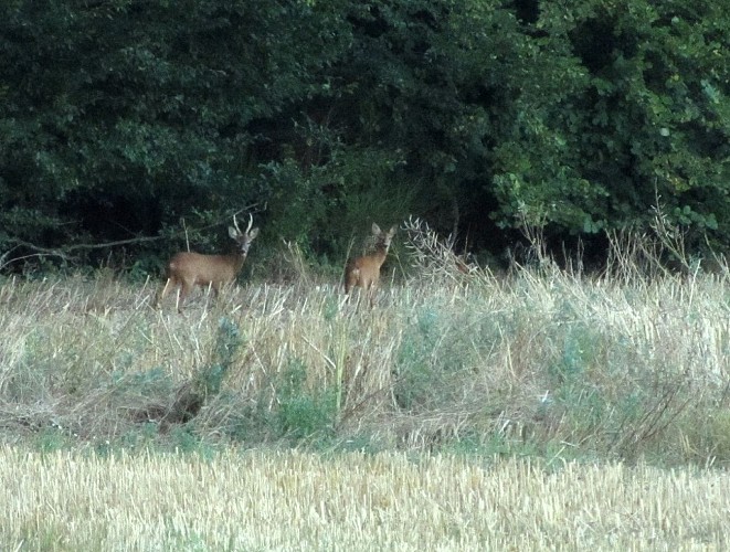 Chevreuil à Ste-Opportune-du-Bosc © OT Le Neubourg, O. Trubert