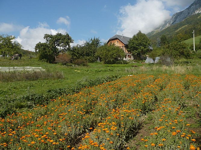 Plantes du Cul du Bois