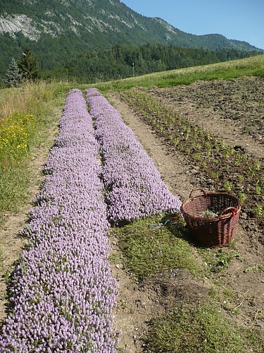 Plantes du Cul du Bois