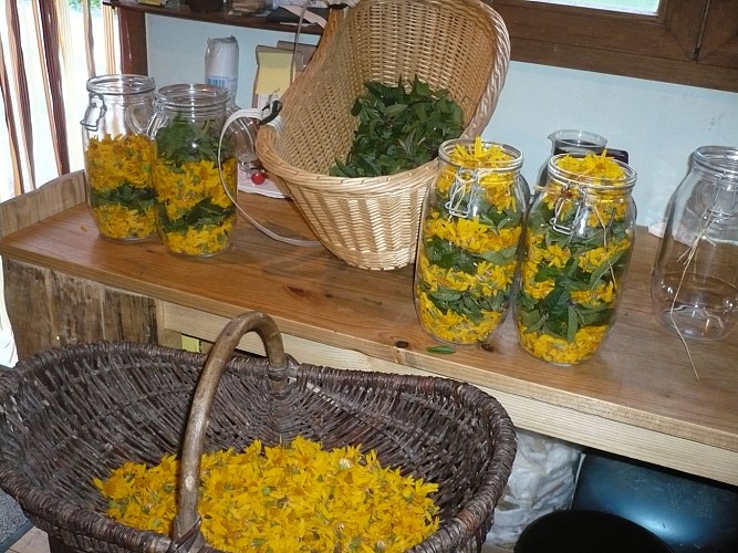 Plantes du Cul du Bois