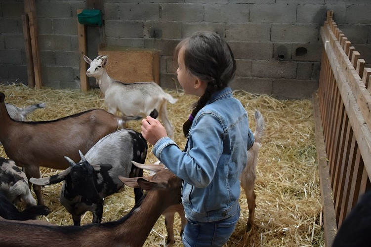 Brosser les chèvres