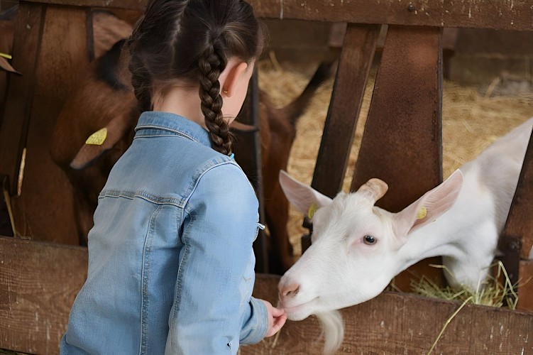 Nourrir les chèvres