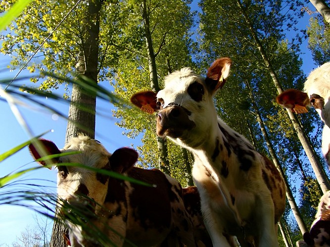 Veaux de race normande