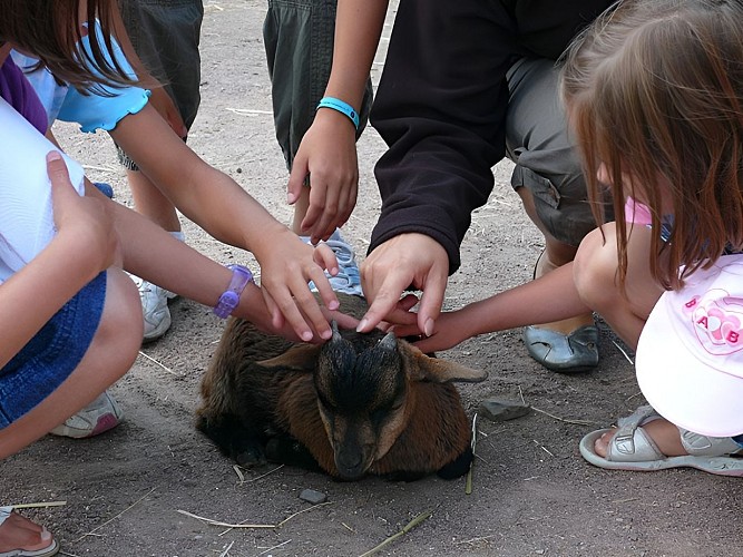 ANIMAUX&CHEVRE&ENFANT©CALVADOS-TOURISME_LIBRE