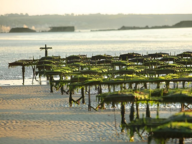 ASNELLES_Parcs à huîtres