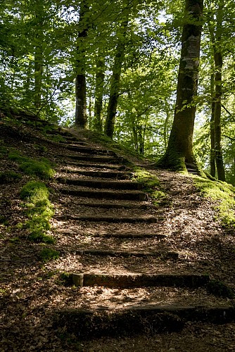 Motte castrale Foret de St Sever