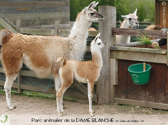 dame-blanche-lisieux