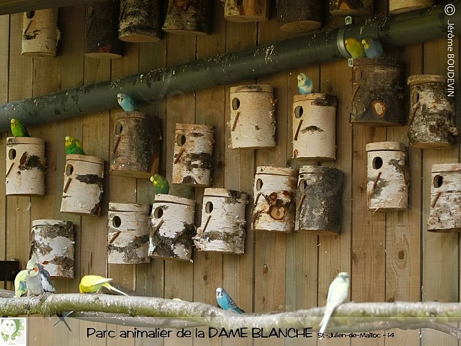 voliere-dameblanche