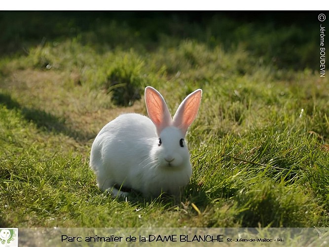 lapin-dame-blanche