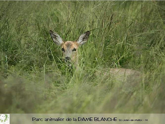 chevrette2-dame-blanche