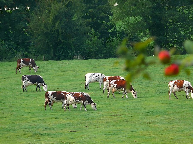 Calvados_Vaches normandes