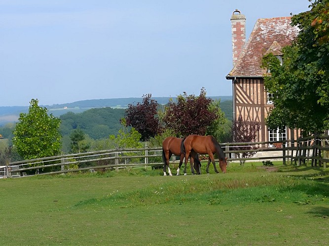 Chevaux dans le Pays d'Auge