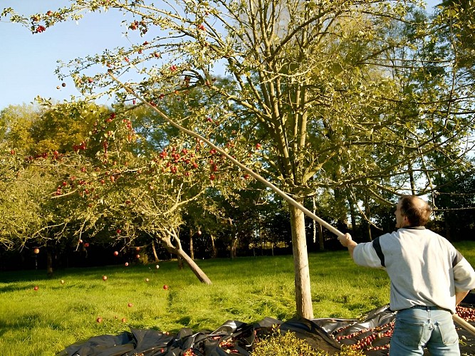 Ramassage de pommes à cidre dans le Calvados