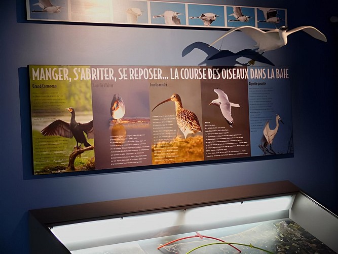 Dans la Maison de la nature et de l'estuaire